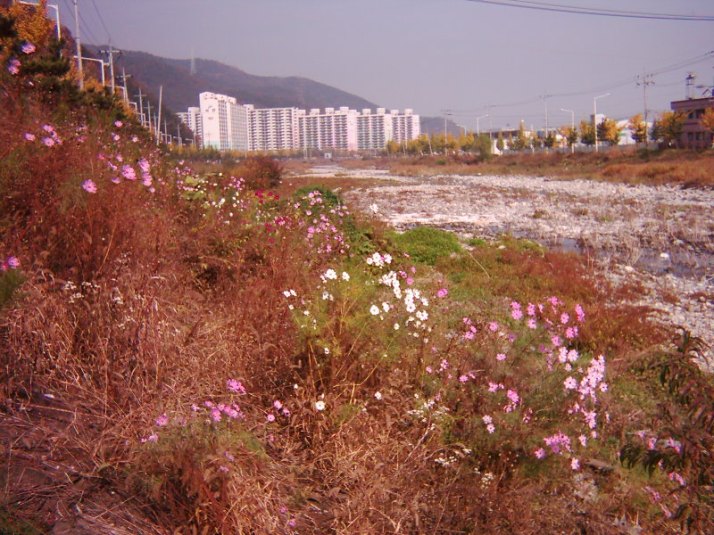 Wild flowers planted along the river